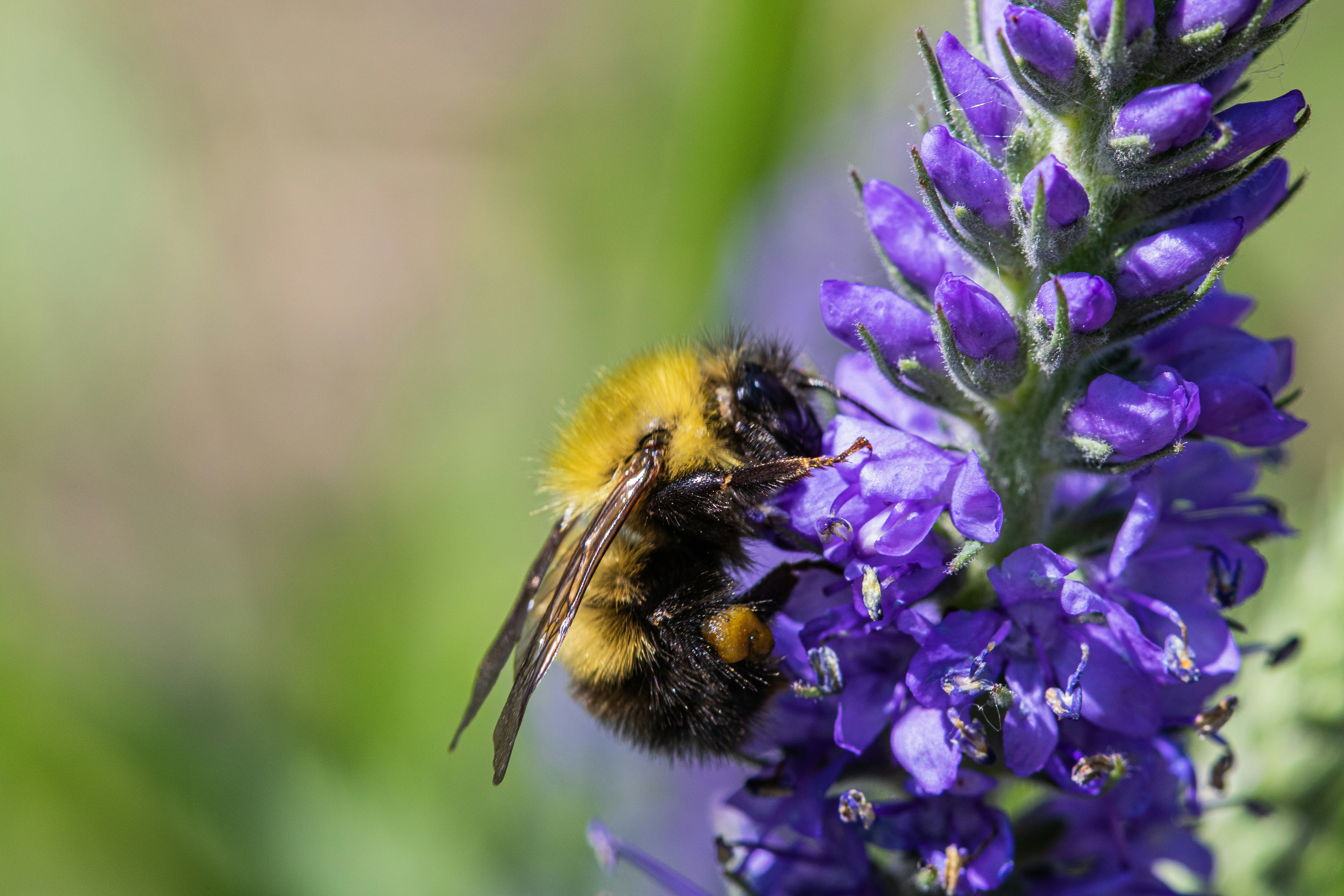 Photo by photo_tanbir