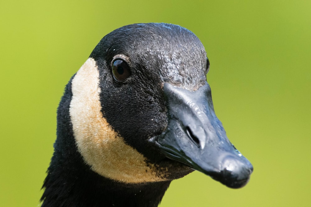 a close up of a duck with a green background
