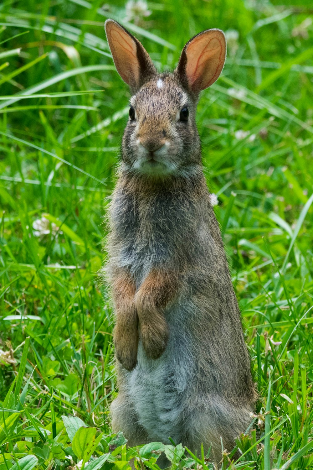 a small rabbit sitting in the grass