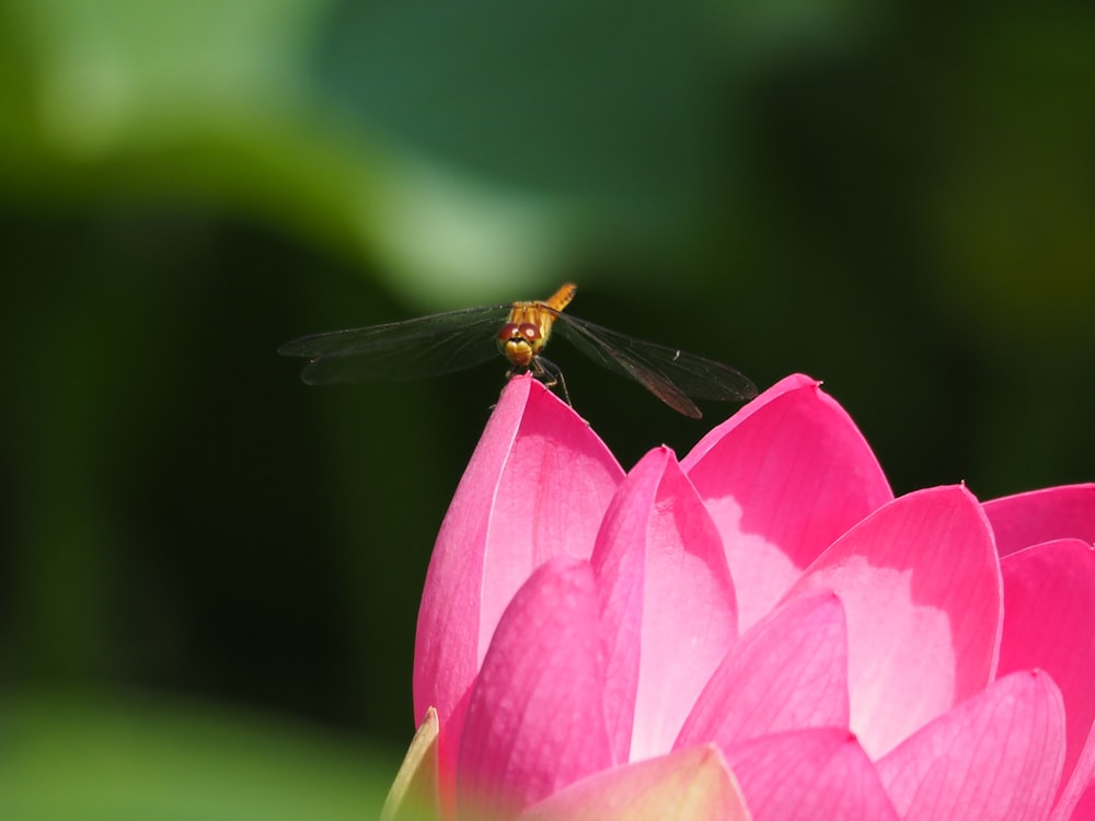 a dragonfly sitting on top of a pink flower