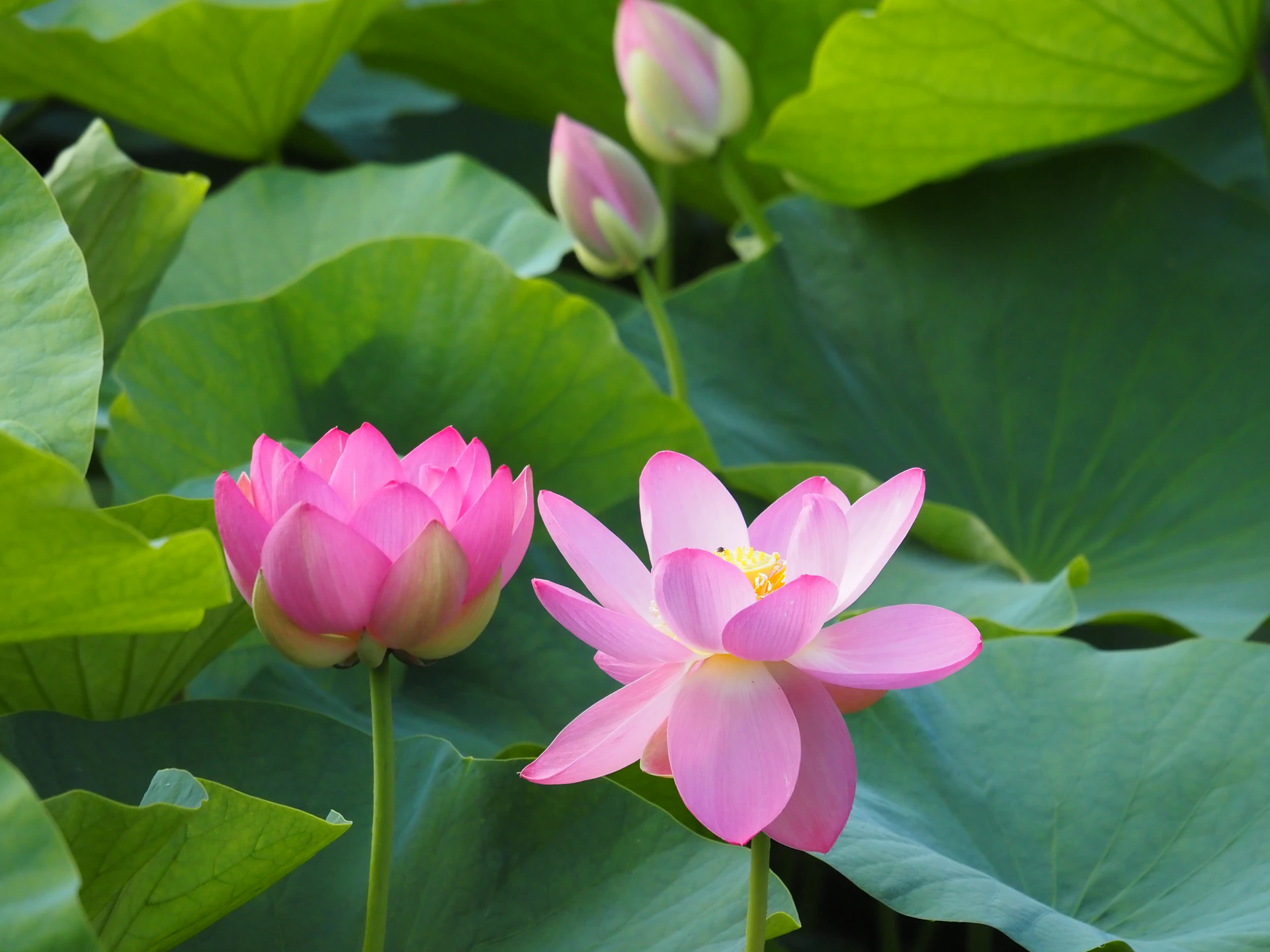 a couple of pink flowers sitting on top of a lush green field
