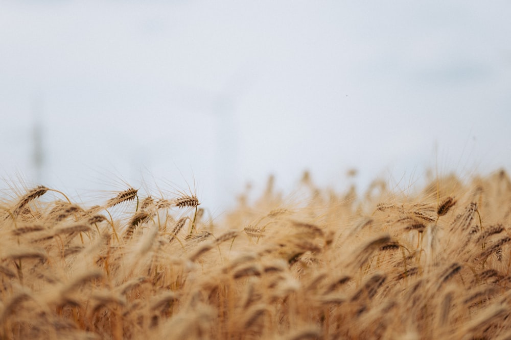 um close up de um campo de trigo