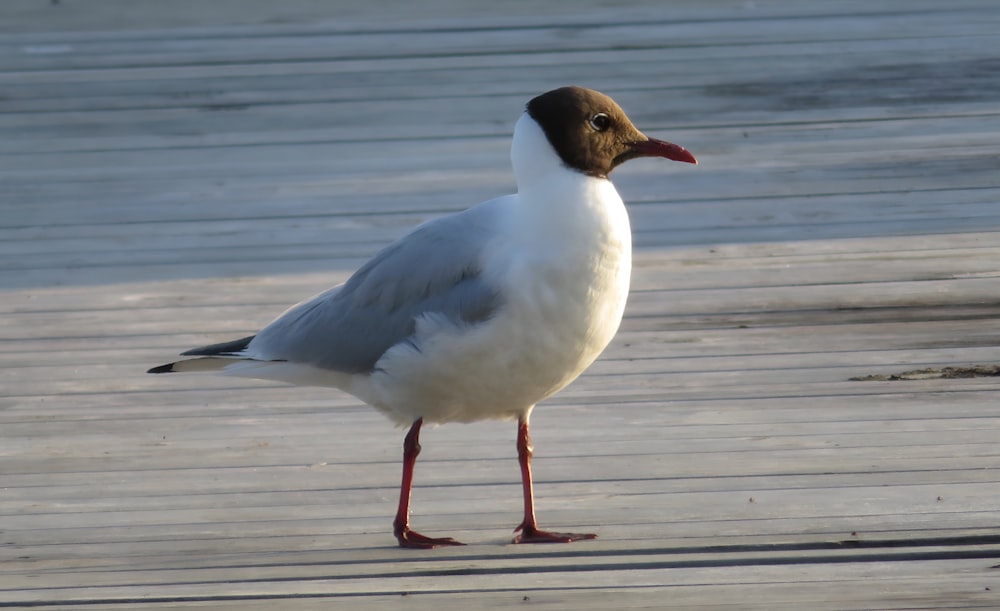 Una gaviota está parada en una cubierta de madera