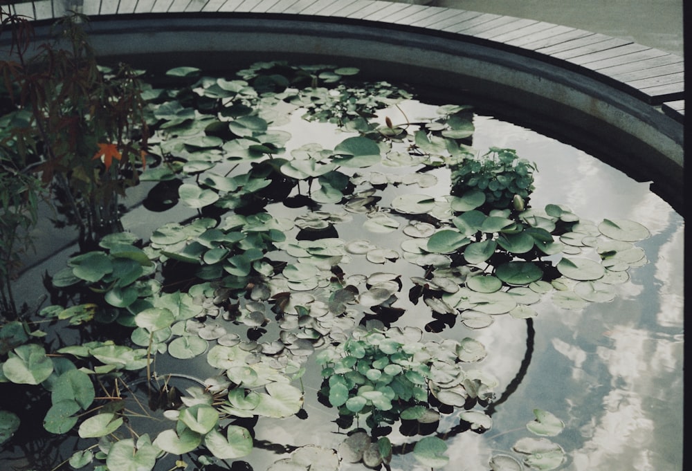 a pond filled with lots of water lilies