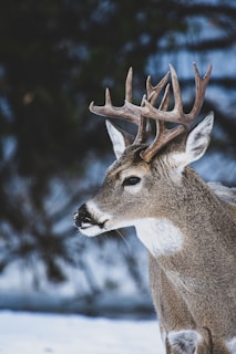 The Ultimate Guide to Choosing the Best Deer Calls