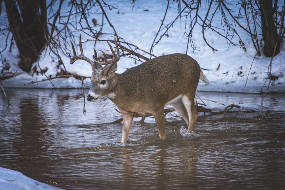 a deer standing in a stream in the snow