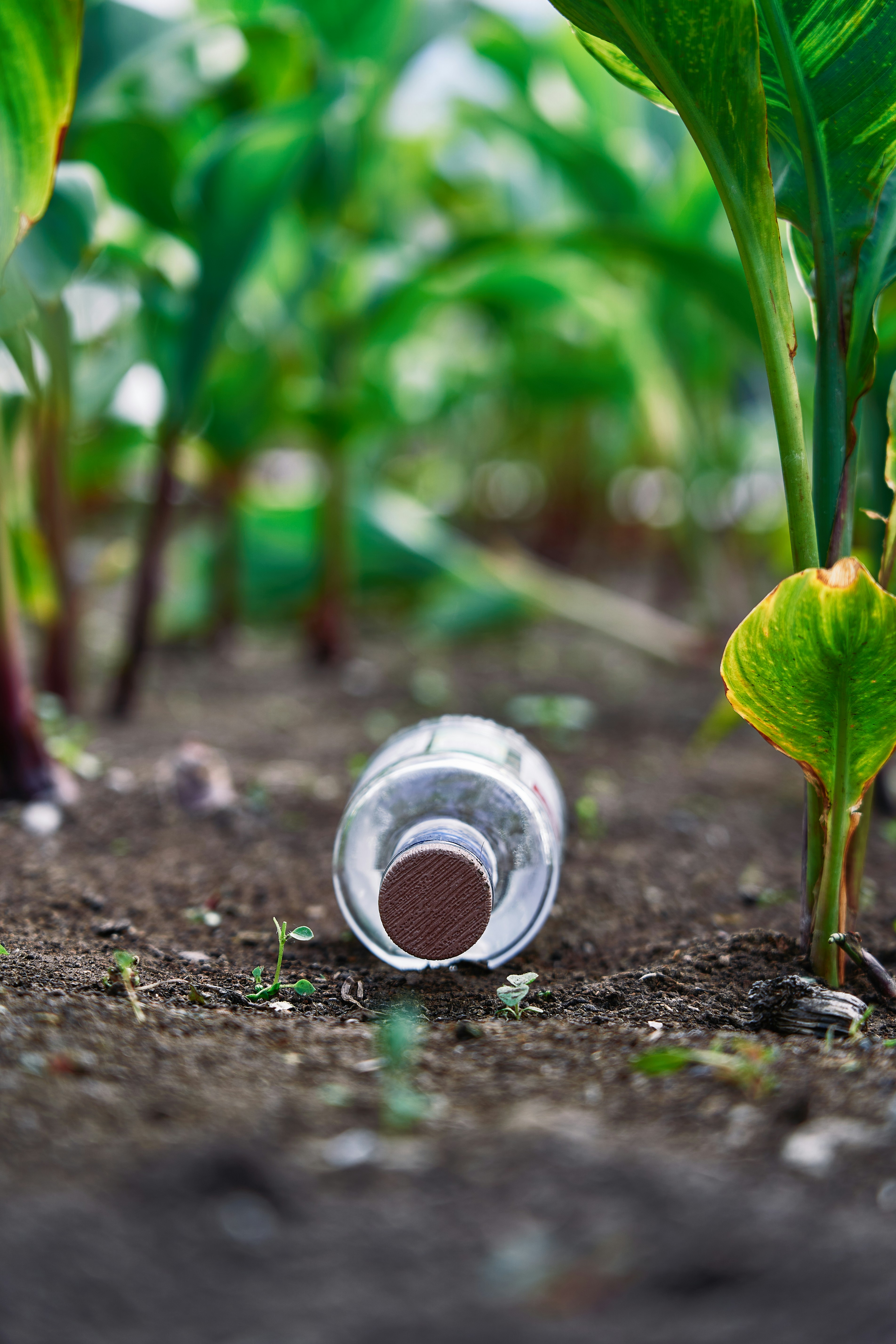 a can of soda sitting on the ground next to a plant