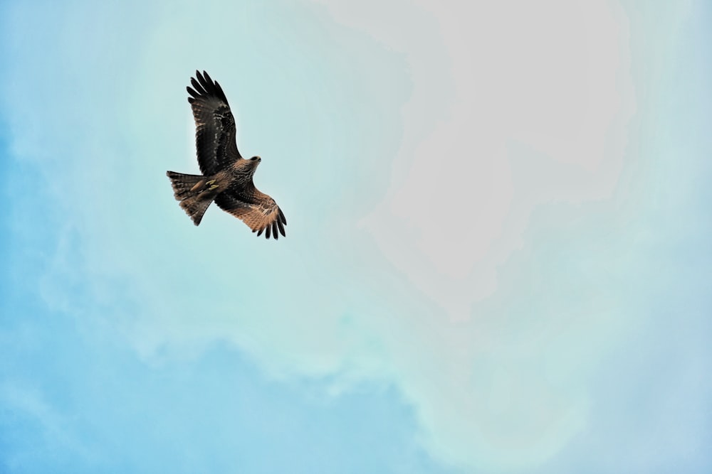 a large bird flying through a blue sky