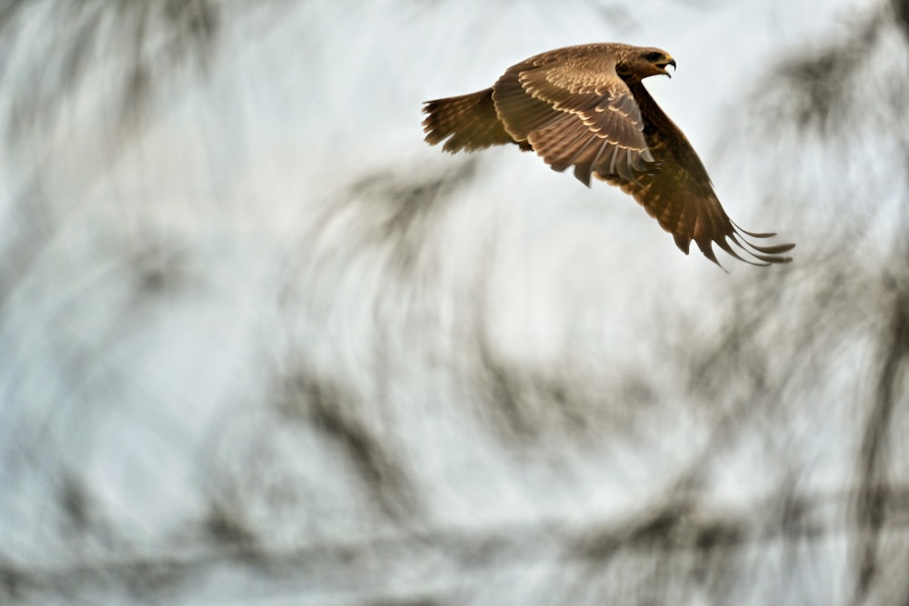 a bird flying through the air with it's wings spread