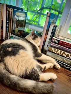 A cat is peacefully sleeping next to a row of books on a wooden surface. The background features a window with green leafy plants visible through it. The books include titles such as 'Yorkshire', 'Island Style', 'Napoleon Bonaparte', and 'MAND', suggesting a variety of themes ranging from geography to lifestyle and history.
