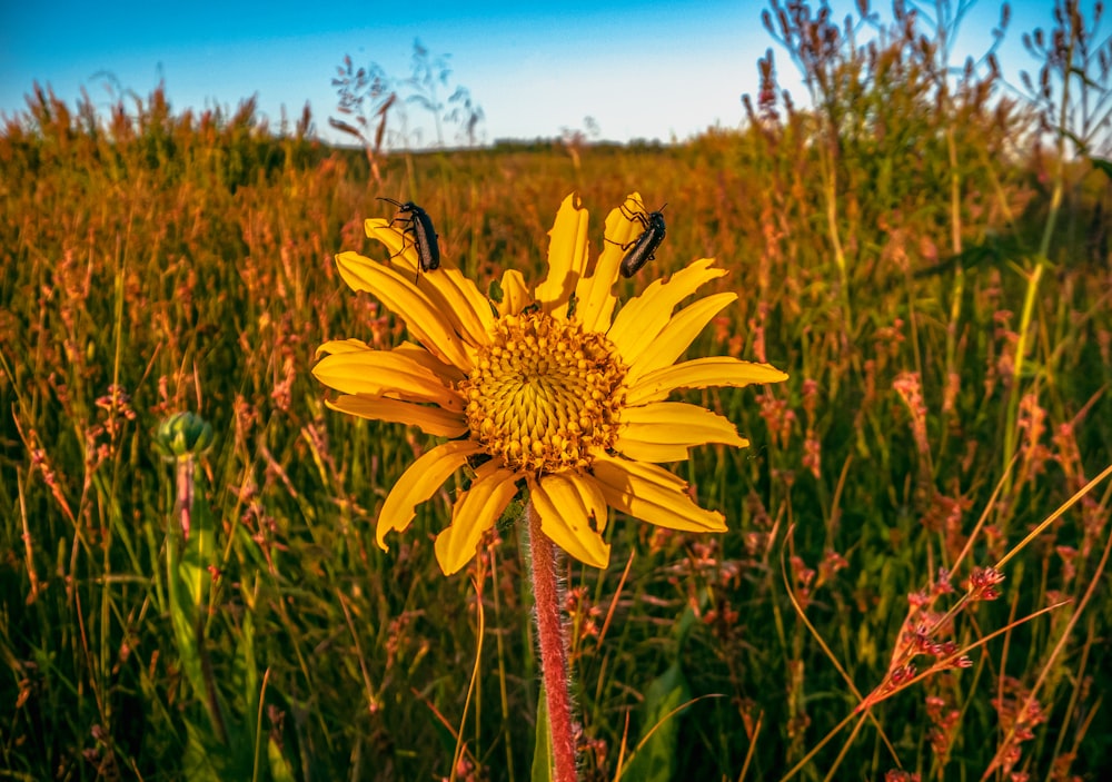 a sunflower in a field of tall grass