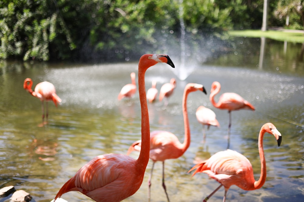 eine Gruppe Flamingos, die im Wasser stehen