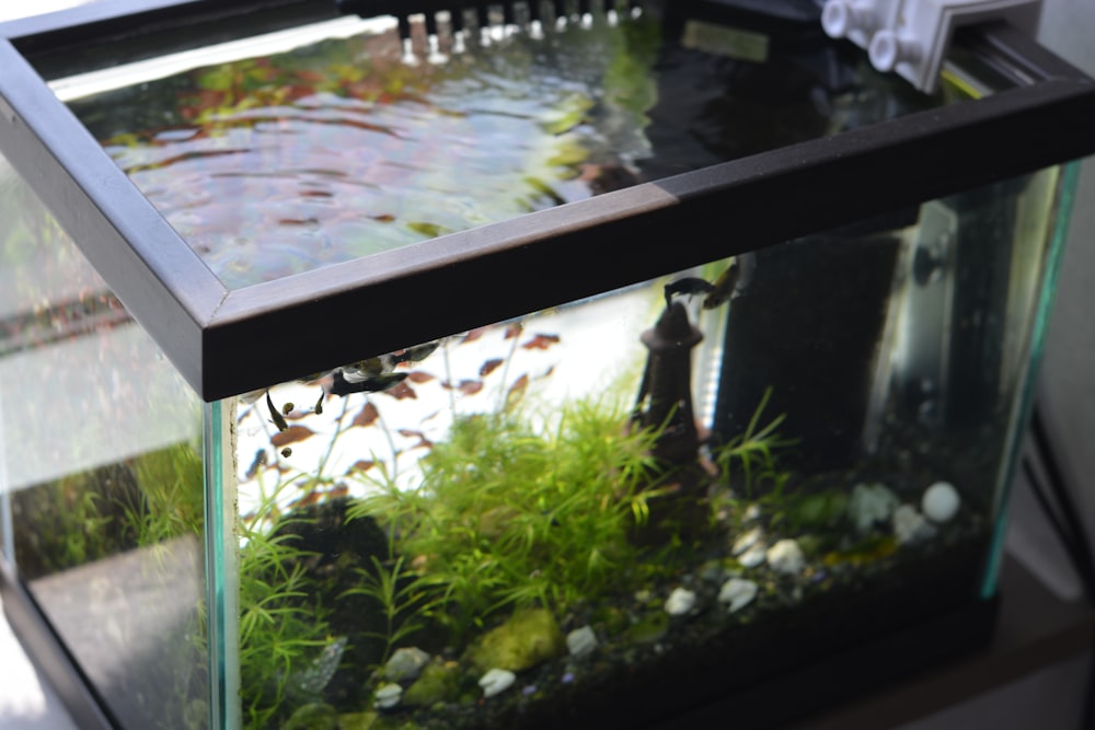 a fish tank filled with water and plants