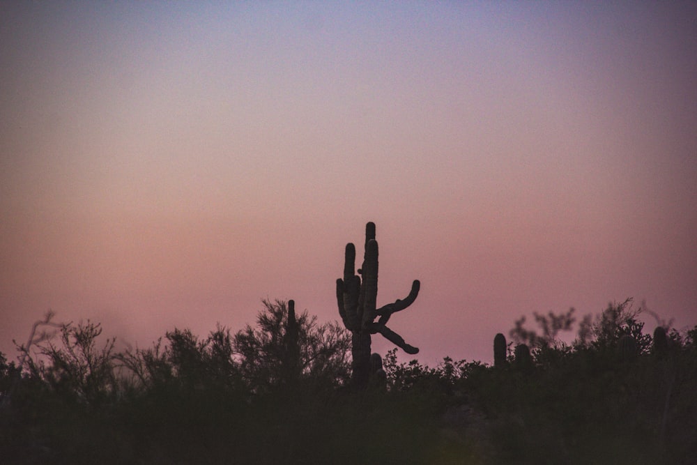 a silhouette of a cactus against a pink sky