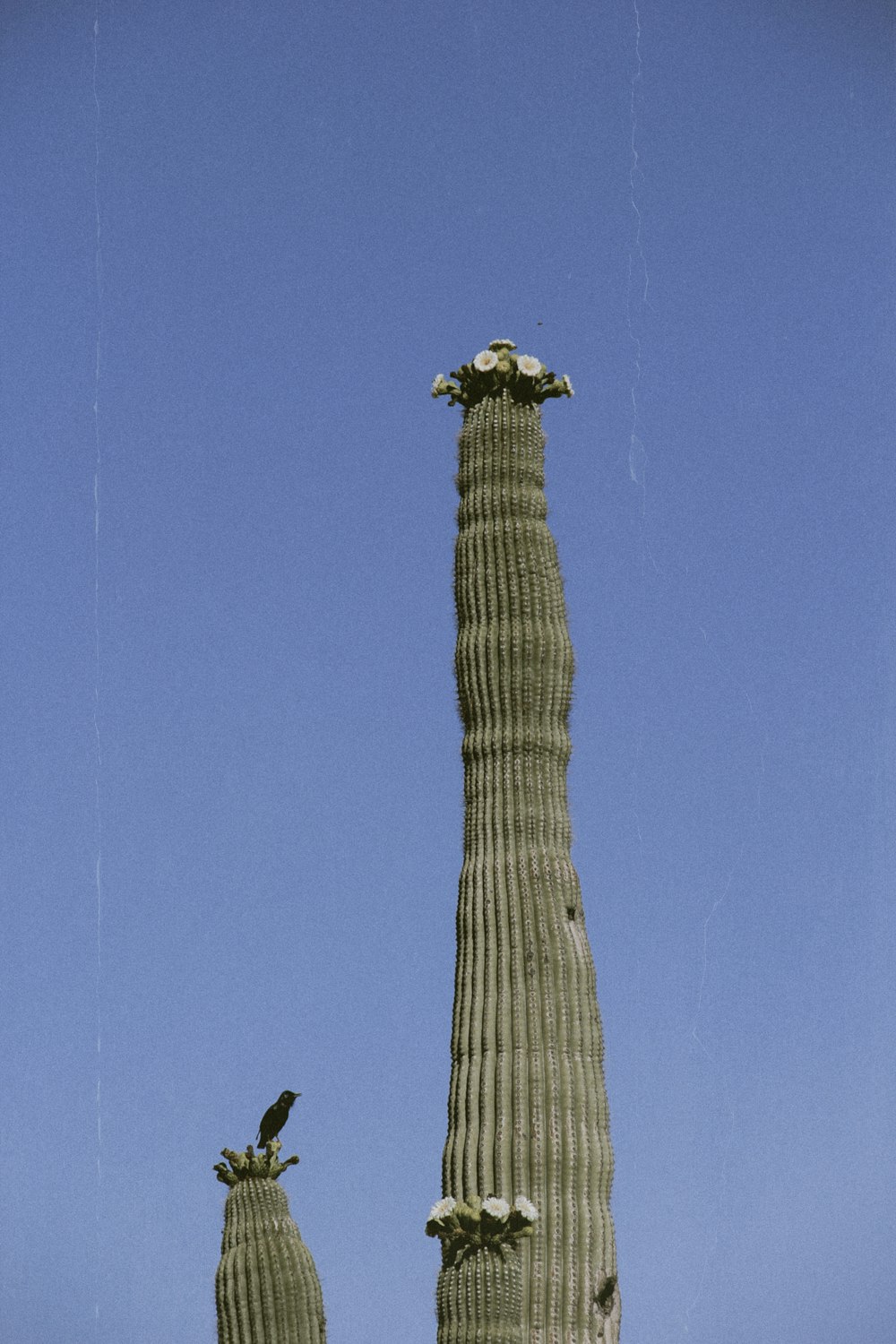 a tall cactus with a bird perched on top of it