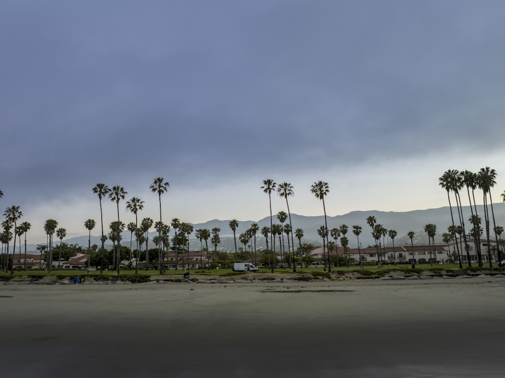 a row of palm trees on a cloudy day