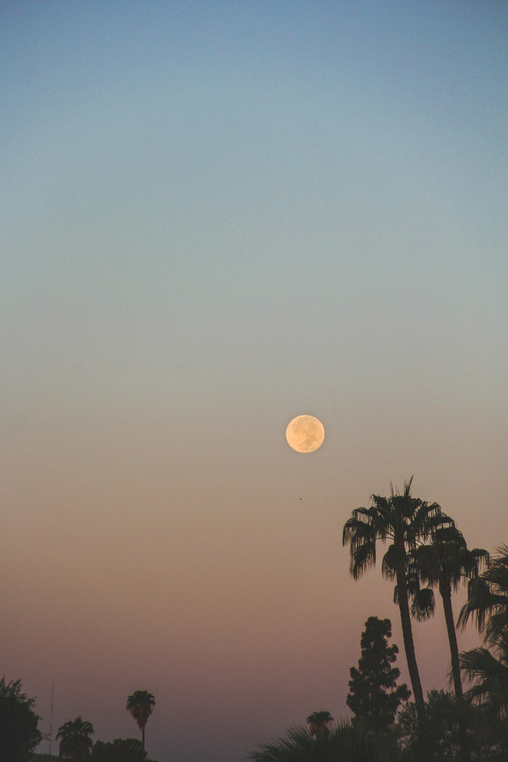 a full moon is seen in the sky above palm trees