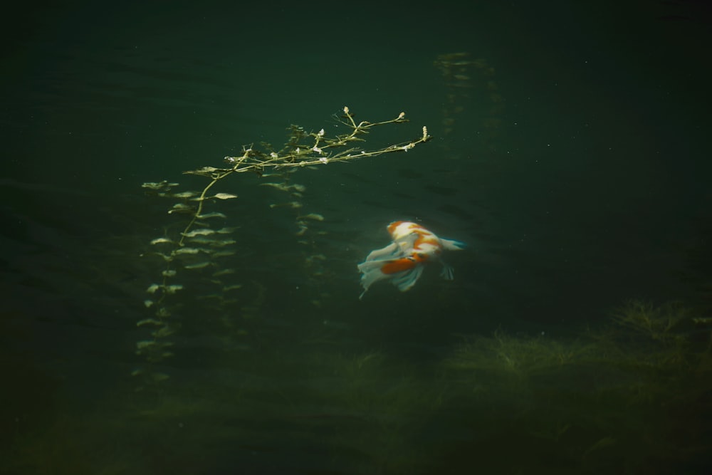 a goldfish swimming in a pond next to a tree branch
