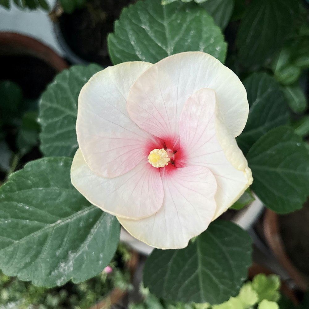 a pink and white flower with green leaves