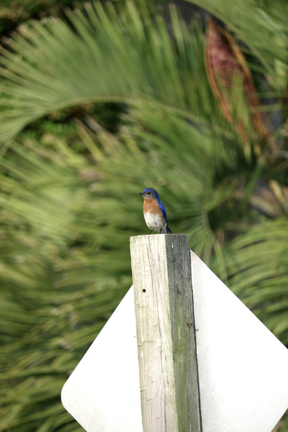 a small bird sitting on top of a wooden post