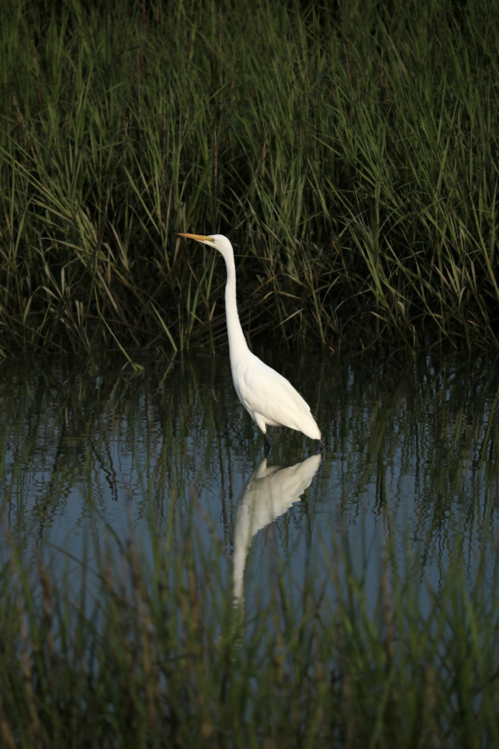 a white bird is standing in the water