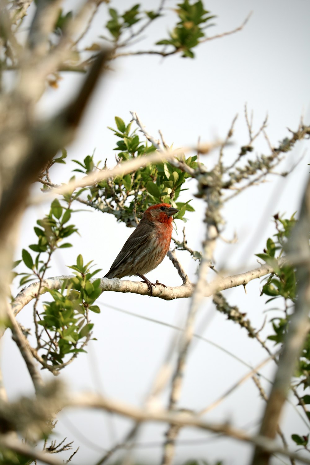 a small bird perched on a tree branch