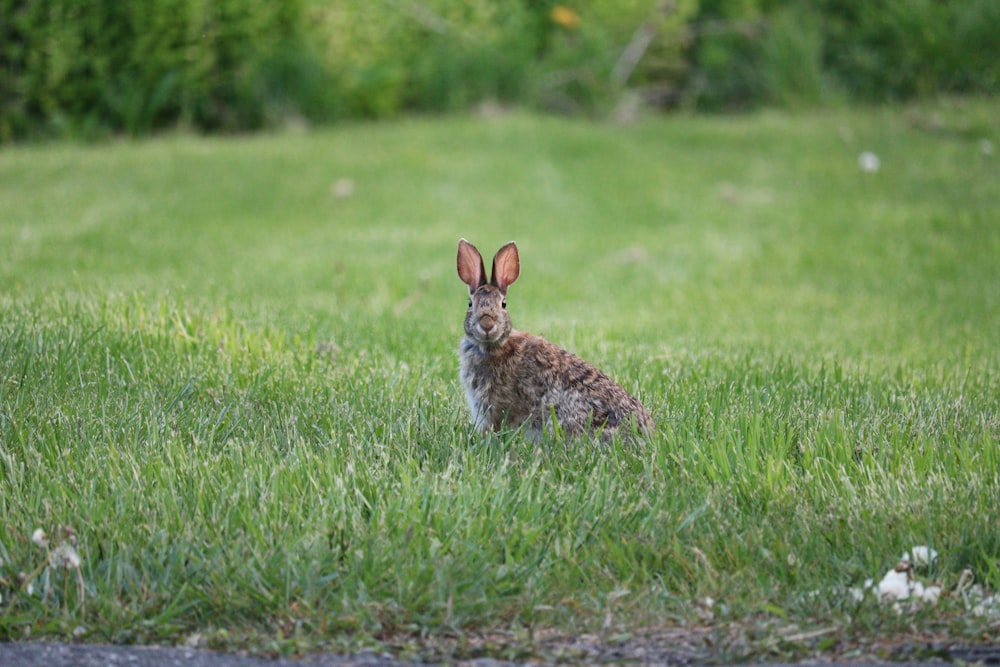 un coniglio seduto in mezzo a un campo erboso