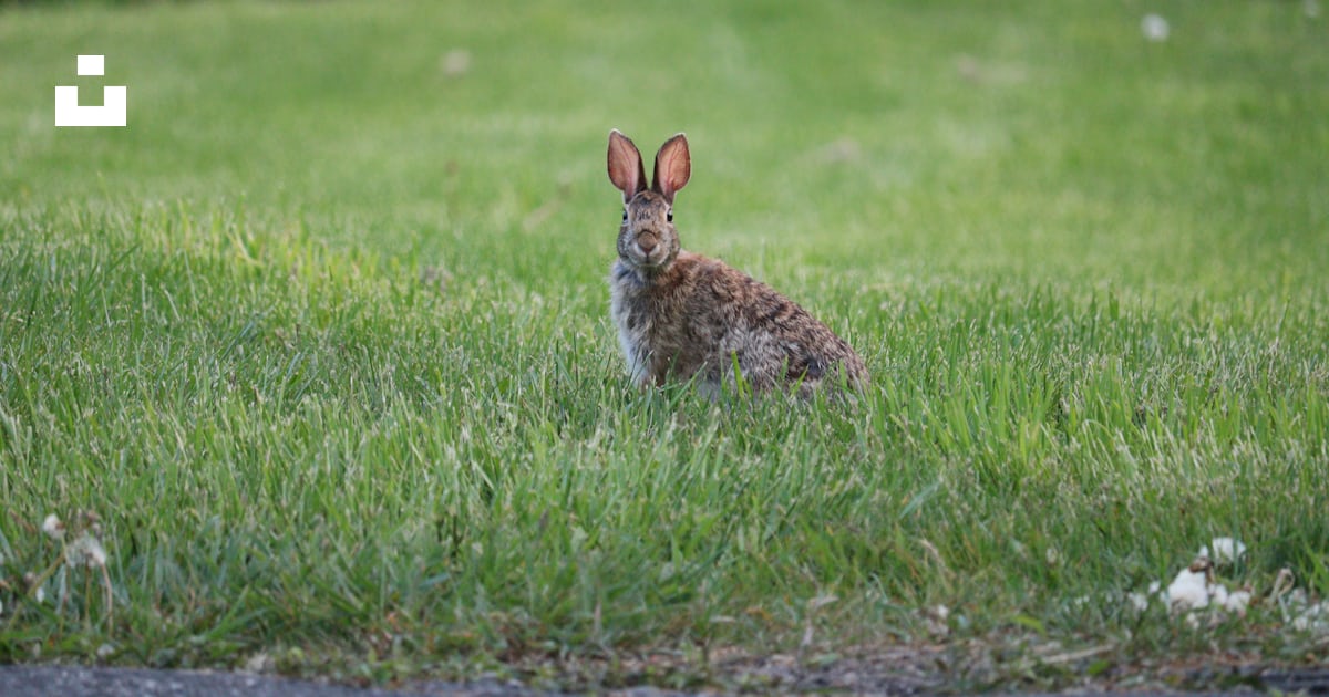 A rabbit sitting in the middle of a grassy field photo – Free ...