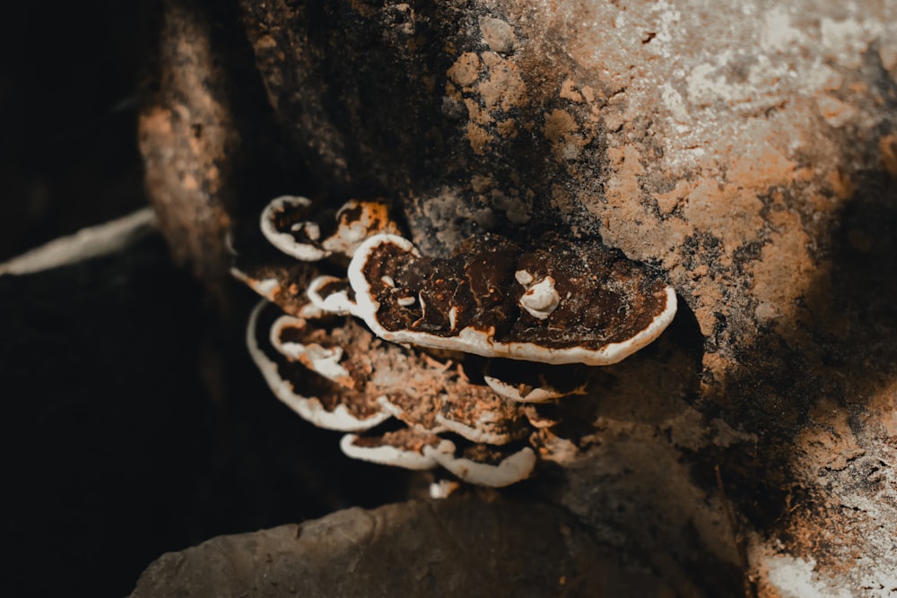 a close up of a mushroom on a rock