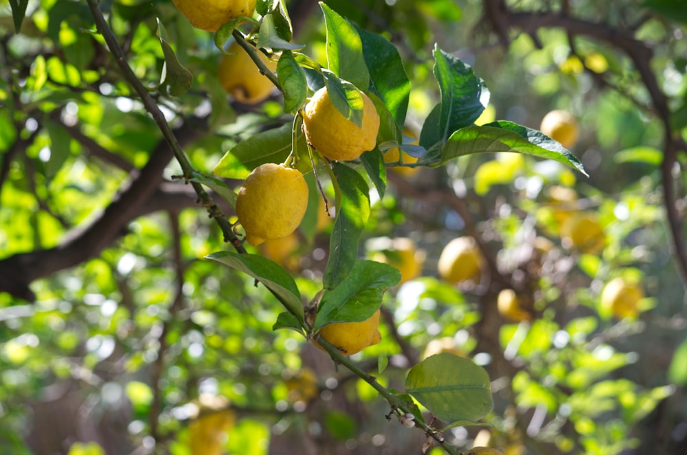 熟したレモンがたくさん詰まった木