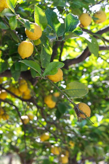 a tree filled with lots of ripe lemons