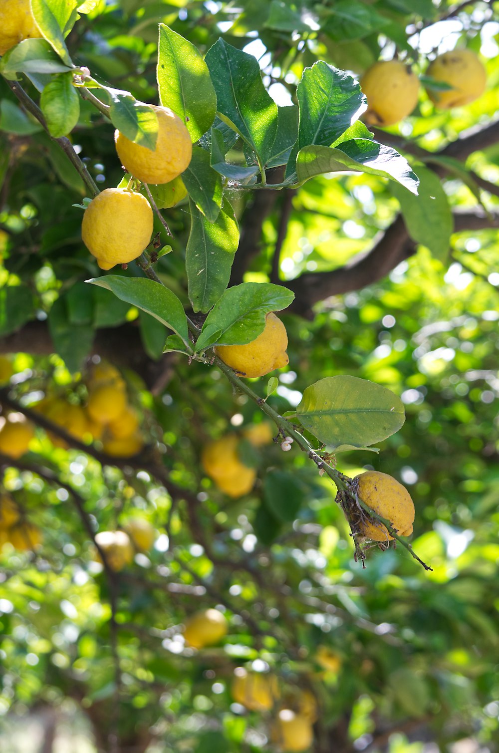 Un árbol lleno de muchos limones maduros