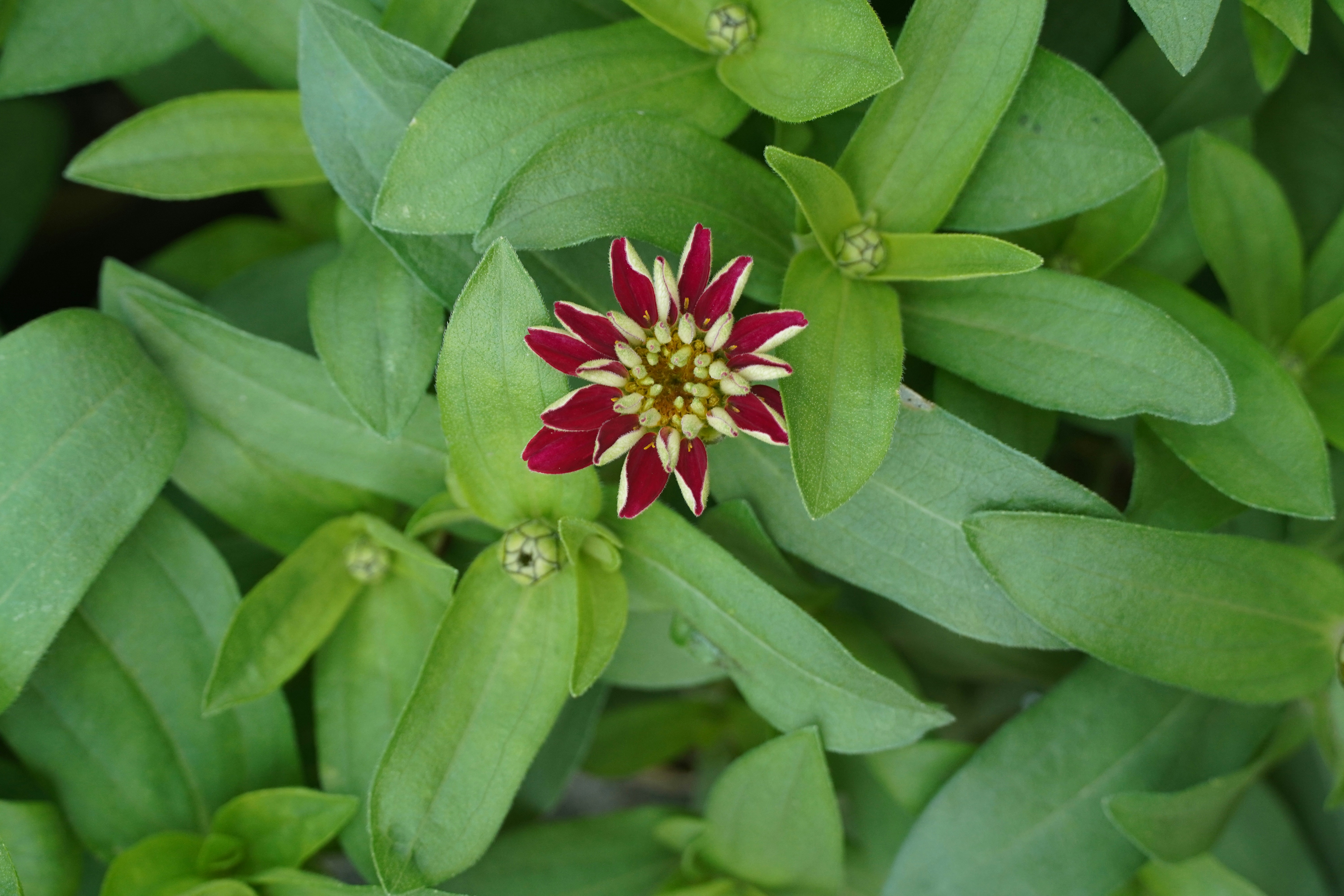 Photo by gurungajit1998