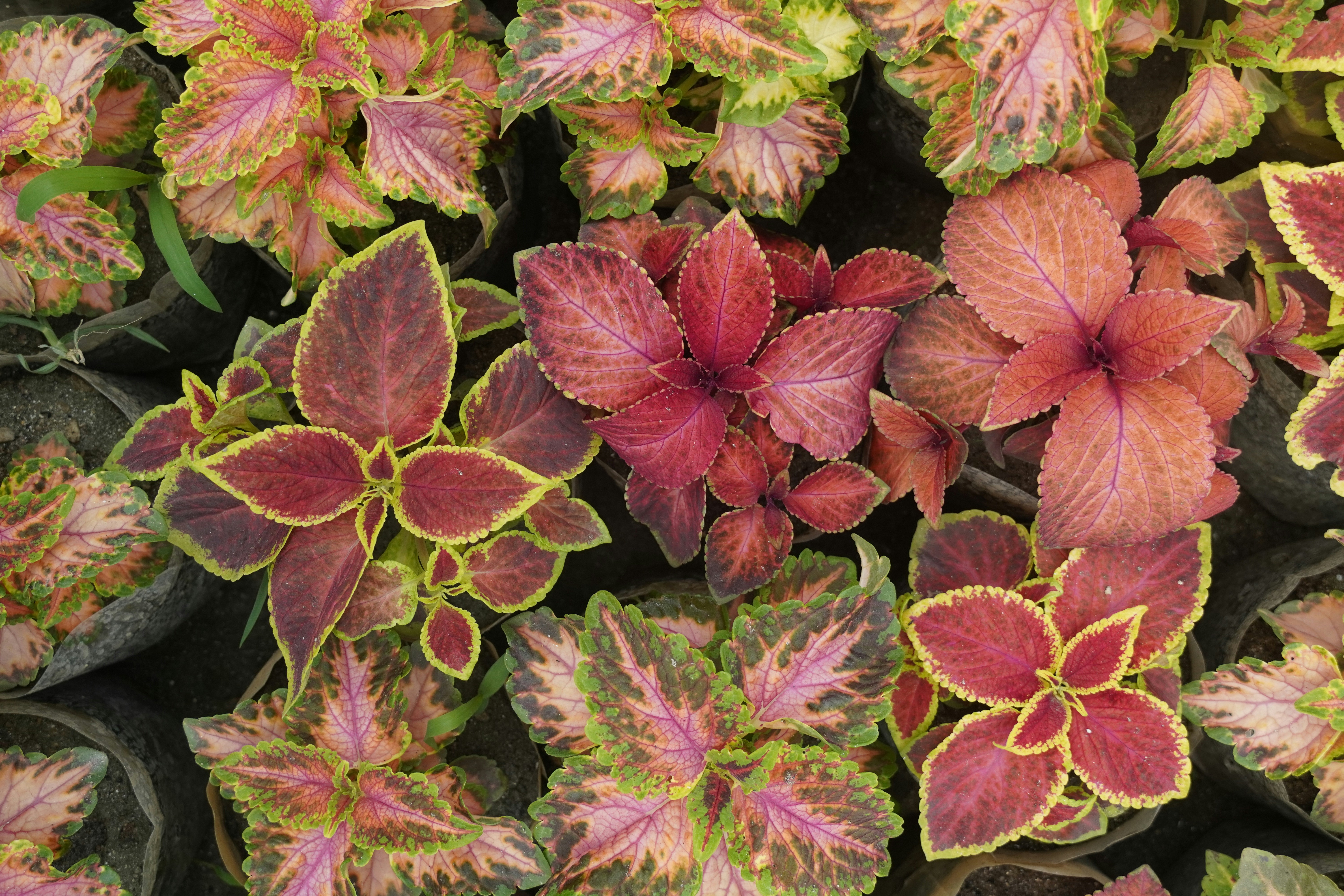 Photo by gurungajit1998