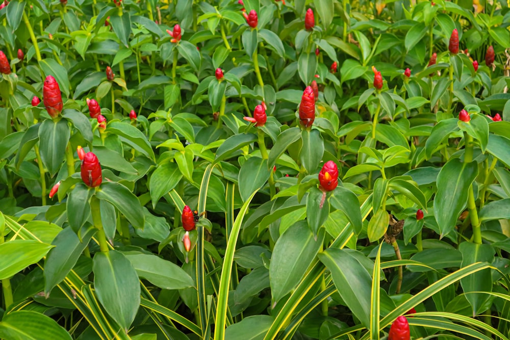 a field full of green plants with red flowers