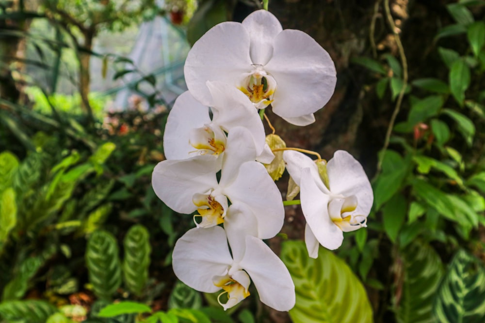 a bunch of white flowers hanging from a tree