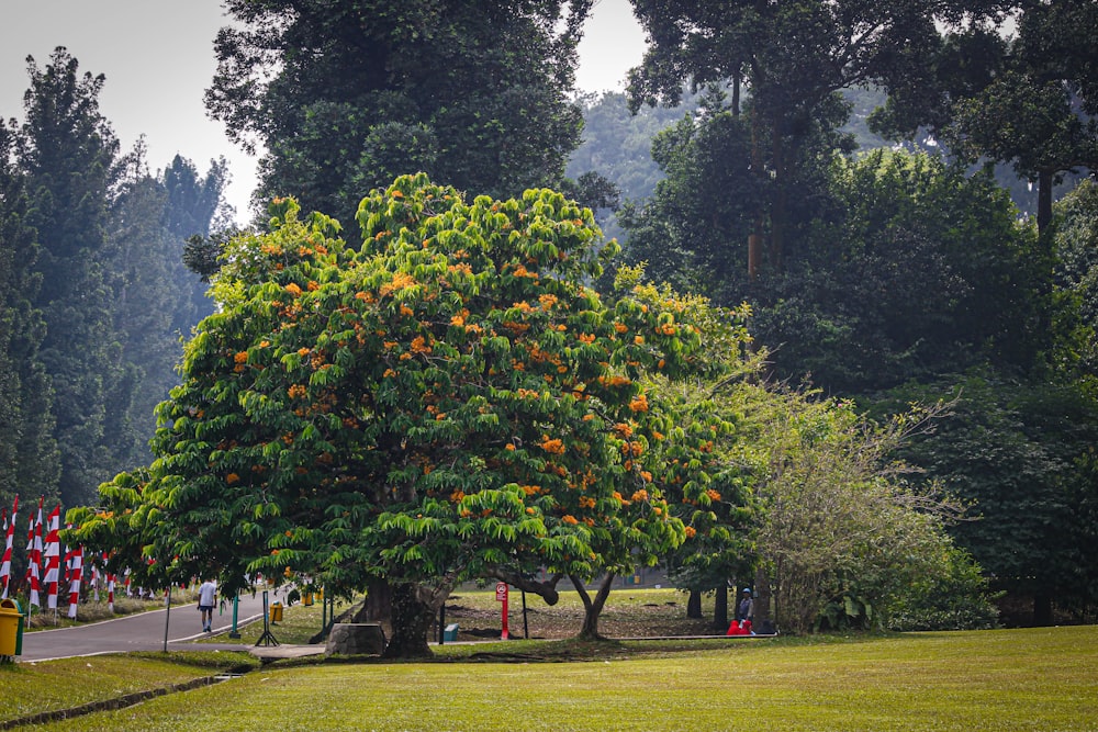 Un gran naranjo en medio de un parque