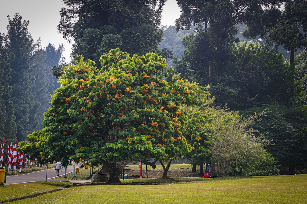 a large orange tree in the middle of a park