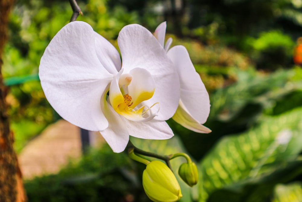 a white flower with a yellow center in a garden