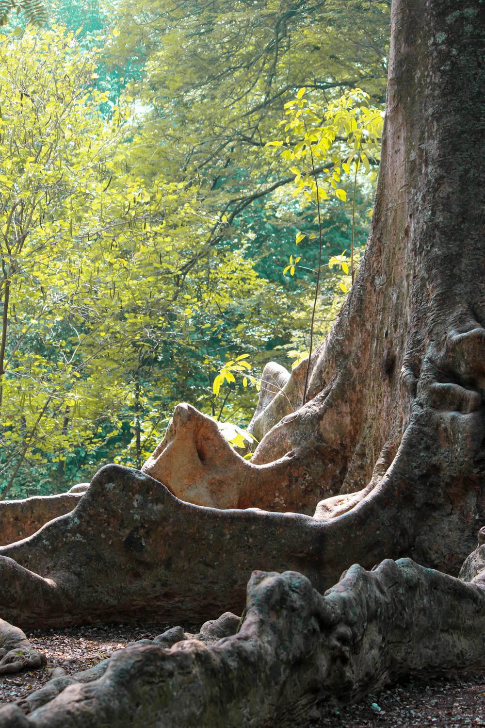 a large tree in the middle of a forest