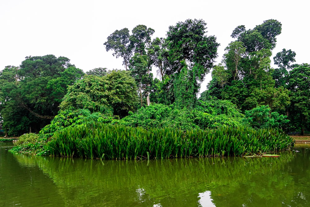Una pequeña isla en medio de un lago rodeada de árboles