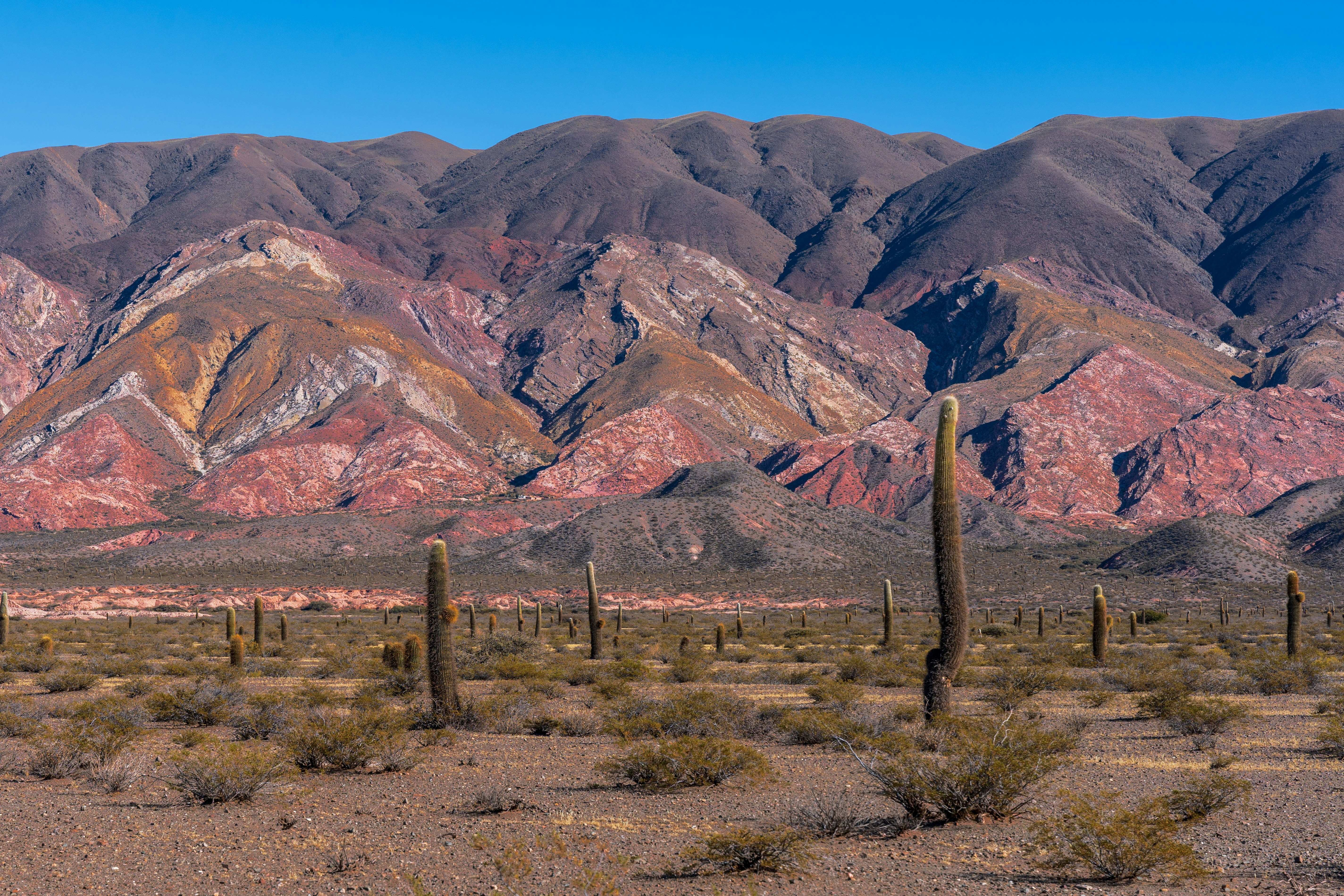 Scorcio di Parque Nacional Los Cardones, lungo la Ruta 40
