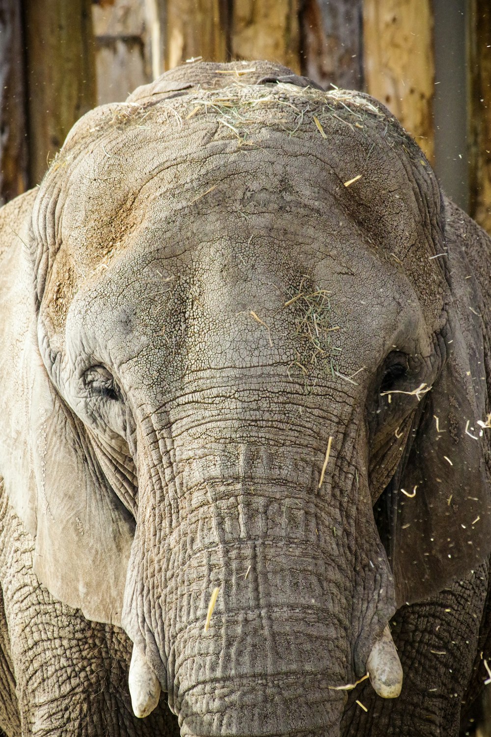 a close up of an elephant eating hay