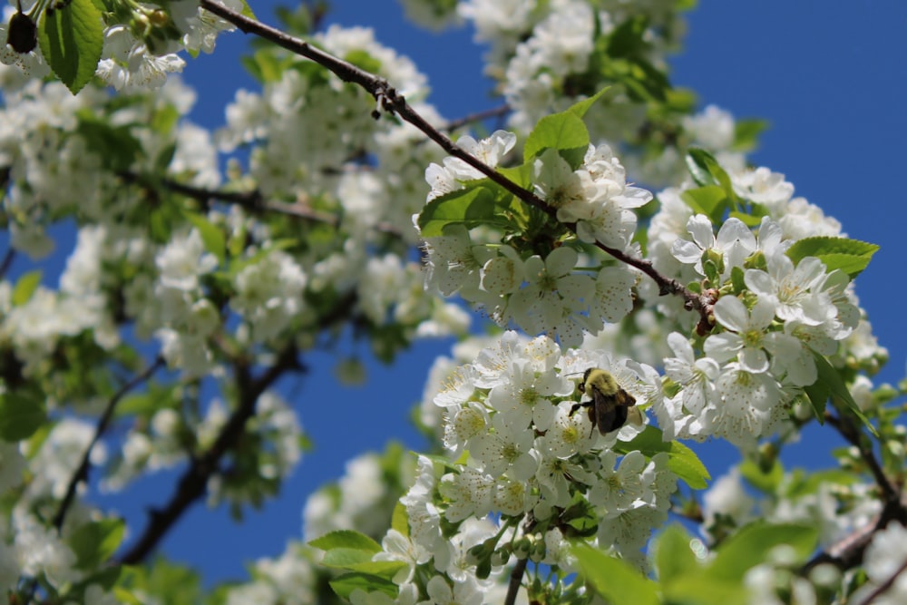 a tree with white flowers and a bee on it