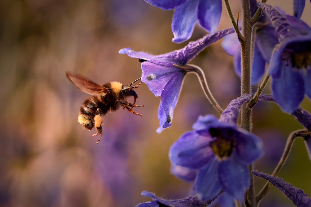 a bee that is sitting on a flower