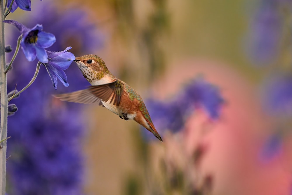 a hummingbird hovering over a purple flower