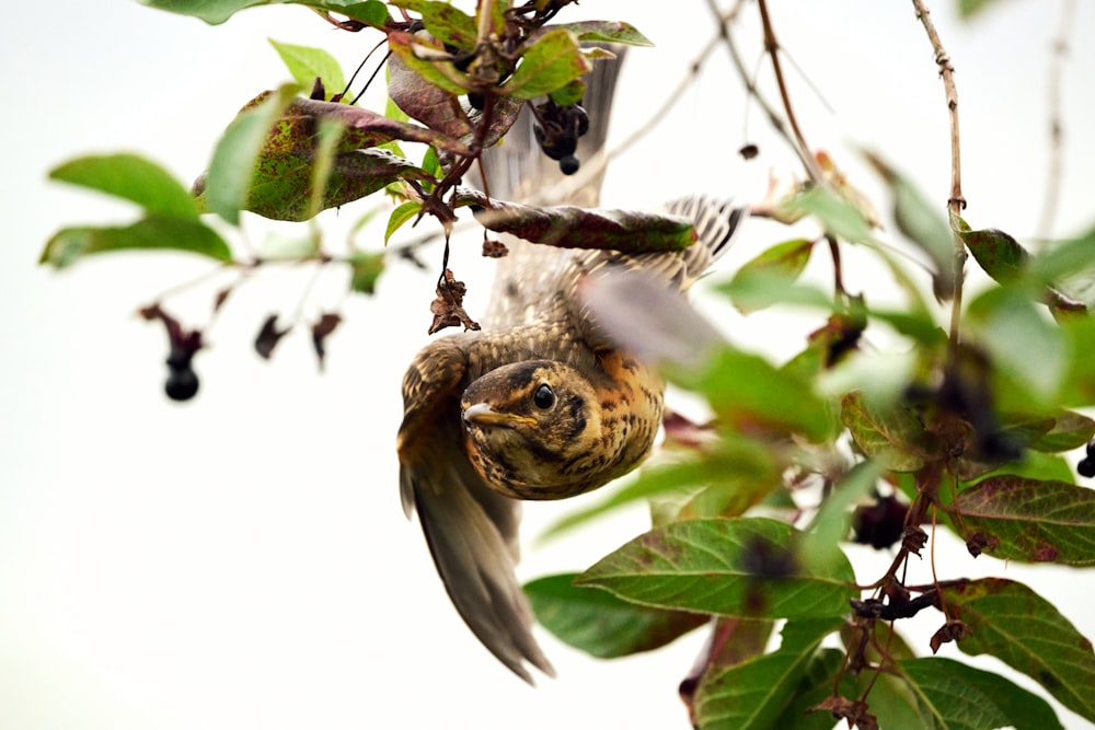 a bird that is sitting in a tree