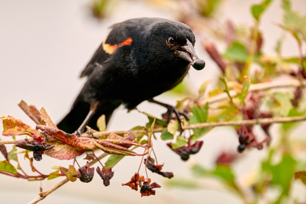 a black bird sitting on top of a tree branch