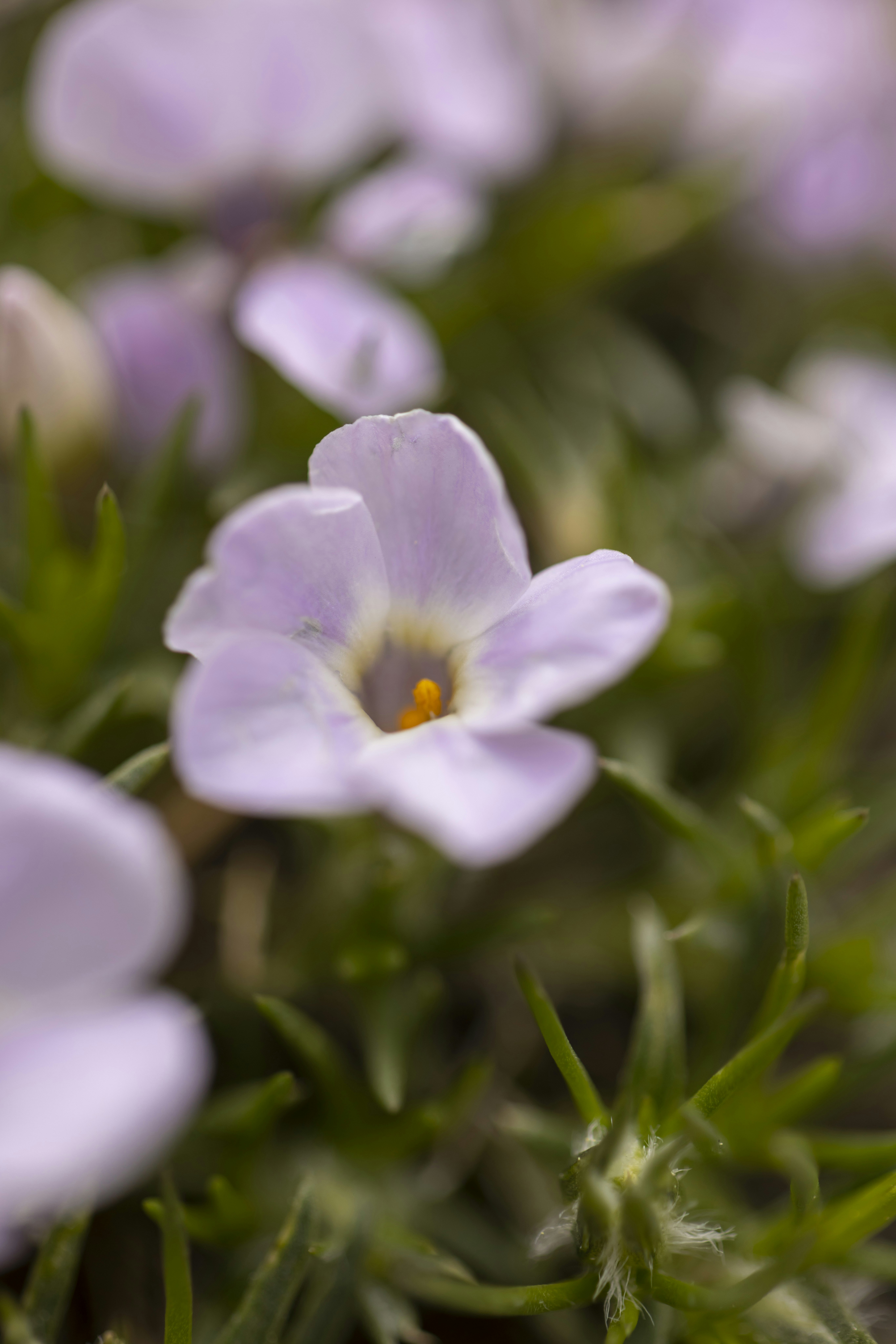 Photo by leo_visions_