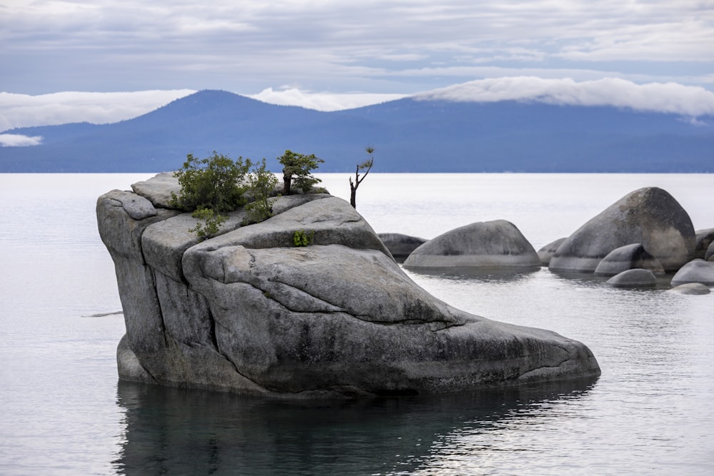 a lone tree grows on a rock in the middle of a lake